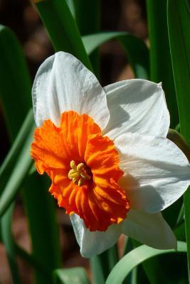 Download White and Orange Single Narcissus Bloom, for the Love of Flowers: Blank 150 Page Lined Journal for Your Thoughts, Ideas, and Inspiration -  file in PDF