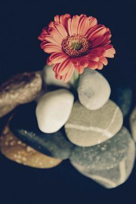 Full Download Gerbera Daisy Still Life Journal: 150 Page Lined Notebook/Diary -  file in PDF