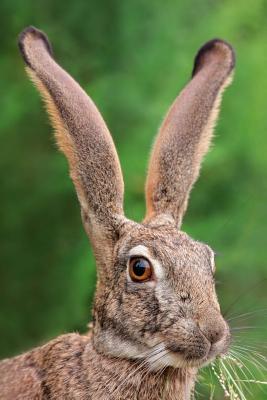 Download Scrub Hare Portrait Journal: 150 Page Lined Notebook/Diary -  | ePub
