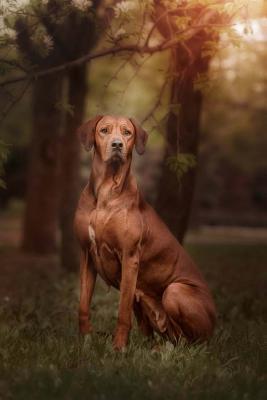 Read Rhodesian Ridgeback: Artified Pets Journal/Notebook/Diary, 6 by 9 and 160 Pages -  file in ePub