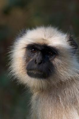 Read Online Gray Langur Monkey Portrait Journal: 150 Page Lined Notebook/Diary -  file in ePub
