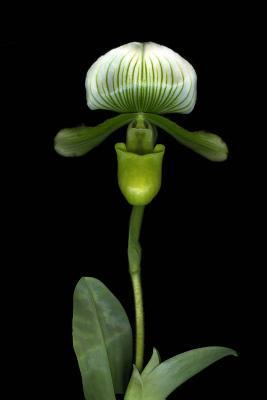 Read White Lady Slipper Orchid Flower Journal: 150 Page Lined Notebook/Diary -  file in PDF