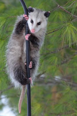 Read Possum on a Pole Journal: 150 Page Lined Notebook/Diary -  | ePub