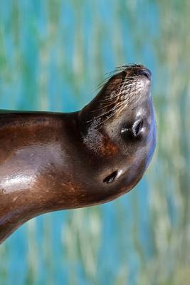Read Online Hello There Cute Sea Lion Marine Animal Journal: 150 Page Lined Notebook/Diary -  | ePub