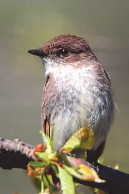 Read Online Eastern Phoebe Bird Journal: 150 Page Lined Notebook/Diary -  | PDF