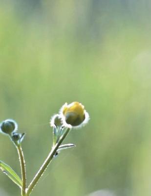 Read Meadow Design Notebook Large Size 8.5 X 11 Ruled 150 Pages -  file in ePub