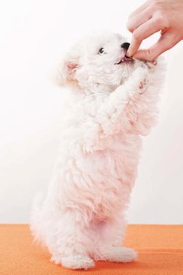 Download Feed the Dog Journal: 150 Page Lined Notebook/Diary -  file in PDF