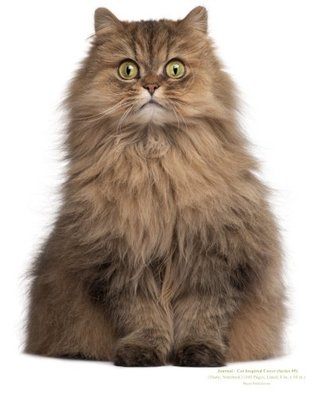 Full Download Journal: Cat Inspired Cover (Series #5)(Notebook, Diary)(160 Pages, Lined, 8 in. x 10 in.) - Player Publications | PDF