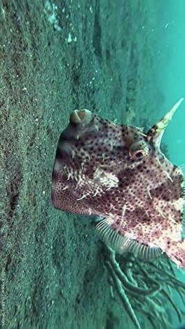 Read The Marine Creatures of the Lembeh Strait (Vol 4) - Fanechka Kapor | PDF