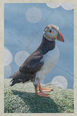Read Online 2020: Atlantic Puffin Excellent Planner Calendar Organizer Daily Weekly Monthly Vintage Retro Poster Style for Seabird Fans -  file in PDF